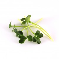 redkovka daikon